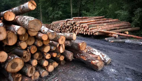 Депутаты запустили процесс урезания нормы леса на постройку домов жителям края