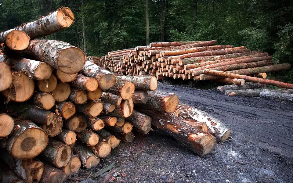 Житель Алтайского края напилил деревьев на сумму свыше 400 тысяч рублей