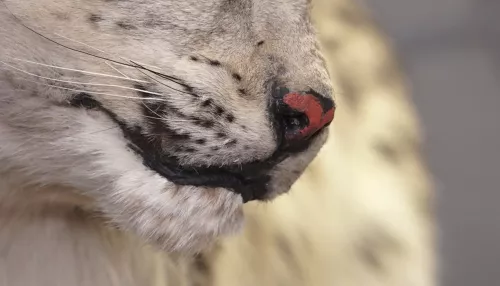 В Барнауле из ковра сделали чучело снежного барса, погибшего от рук браконьера