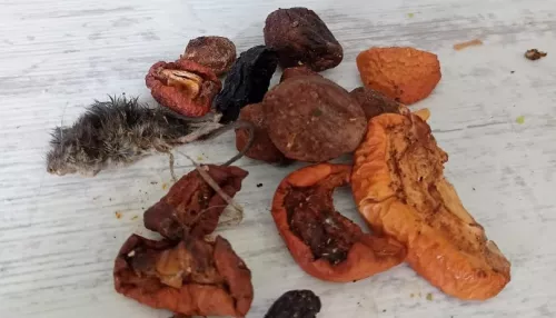 Жительница Алтайского края нашла мёртвую мышь в смеси для компота