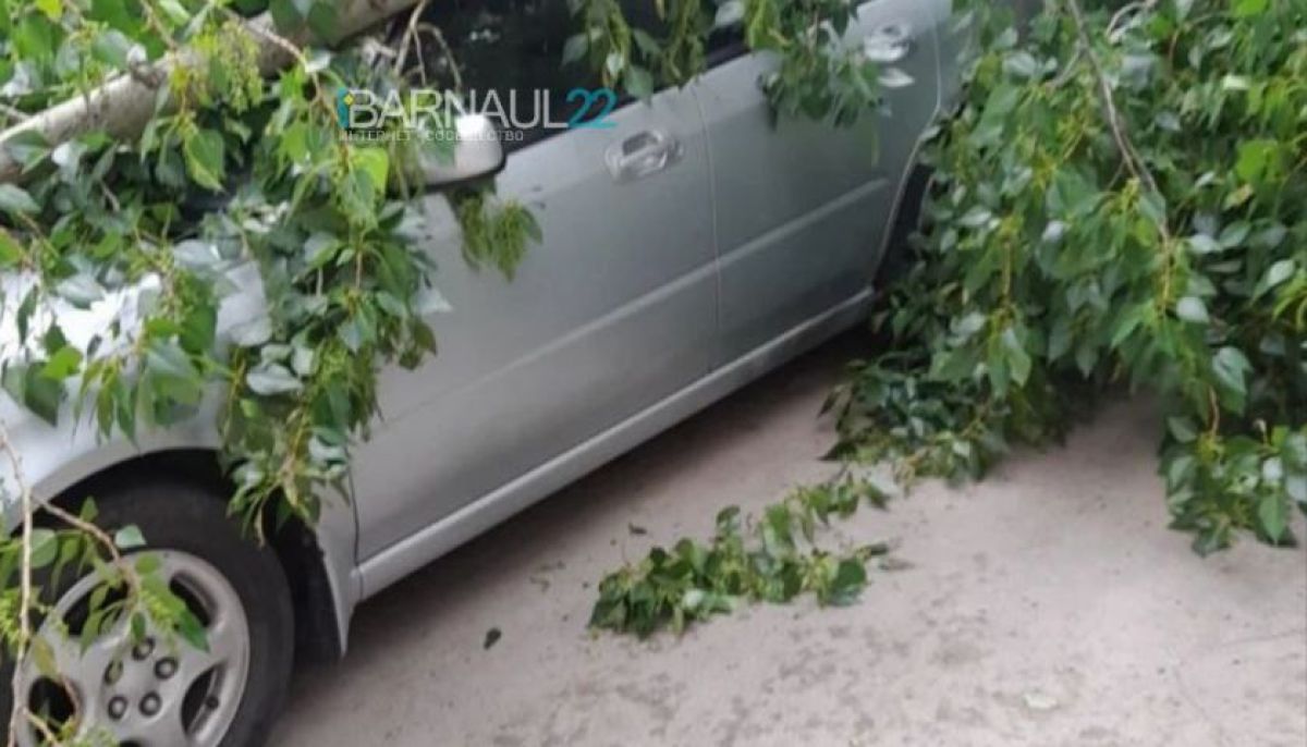 Ветка дерева упала на легковой автомобиль около дома - Толк 22.05.2022