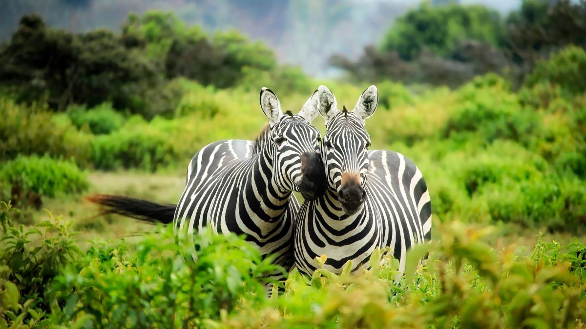 Африка. Зебры. Животные