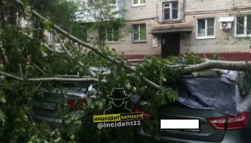 Огромные ветки повредили припаркованные у дома автомобили в Барнауле