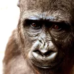 В мире фиксируют случаи заражения вирусом оспы обезьян