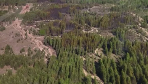 В лесах Волчихинского района произошел крупный пожар из-за грозы