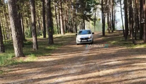 Барнаульцы объезжают пробки по лесу и паркуются в запрещенных местах