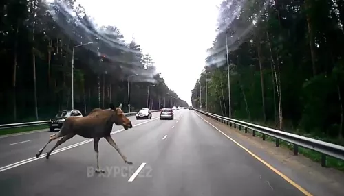 В Барнауле лось выскочил на трассу перед автомобилем