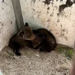 В Алтайский заповедник привезут спасенных в Красноярском крае медвежат