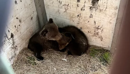 В Алтайский заповедник привезут спасенных в Красноярском крае медвежат