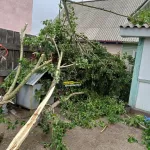 Сильный ветер повалил деревья в разных районах Барнаула