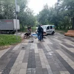 В Мизюлинской роще Барнаула высадят новые деревья и починят детские площадки