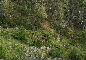 Снег на Алтае