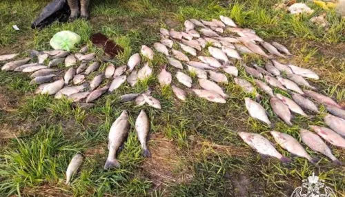 В Алтайском крае 65 человек привлекли за незаконную ловлю и продажу рыбы