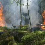 Поджигателю новосибирского леса грозит суд и иск более чем на 6 млн рублей
