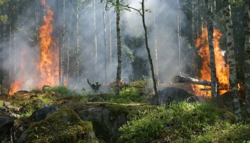 На Алтае пожарные поехали за черемшой, а в итоге спасли от огня лес