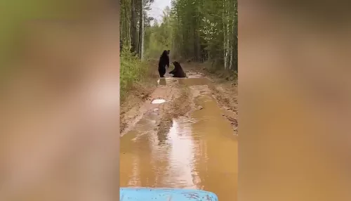В Косихинском районе медведи стали частыми гостями на дорогах и в сёлах
