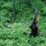 В Алтайском крае объяснили, почему медведи стали выходить к людям
