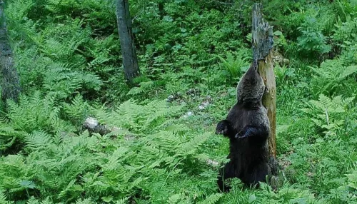 Голодный медведь испугал грибников возле водохранилища под Барнаулом