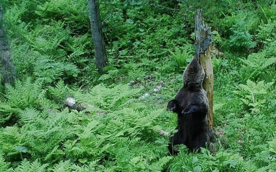 Голодный медведь испугал грибников возле водохранилища под Барнаулом