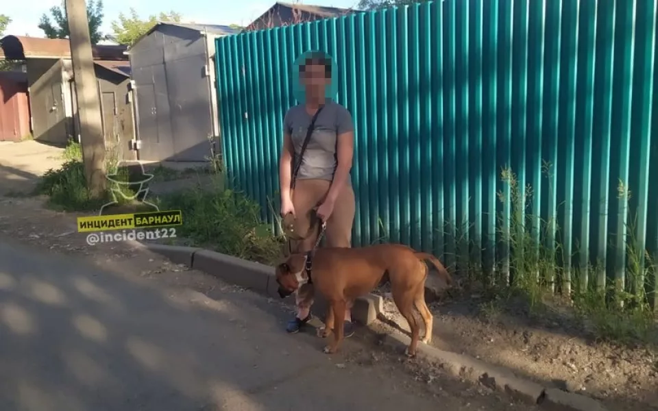 Домашний пёс покусал шестилетнего ребёнка на улице Барнаула