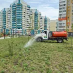 Прокуратура предостерегла власти Барнаула по поводу засохших в сквере деревьев