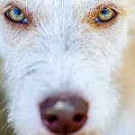 Выбирают слабых: АКЗС поставит перед Госдумой вопрос об эвтаназии собак