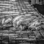 В Чемальском районе Республики Алтая стая бездомных собак загрызла пса