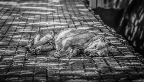 В Чемальском районе Республики Алтая стая бездомных собак загрызла пса