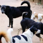 Жителей Камня-на-Оби терроризирует стая из 17 бродячих собак