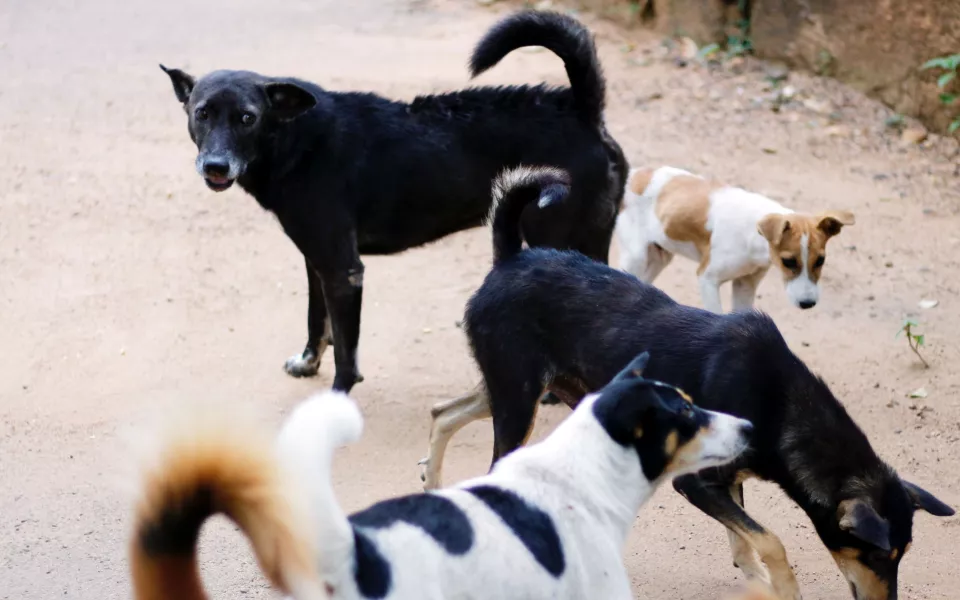 Жителей Камня-на-Оби терроризирует стая из 17 бродячих собак