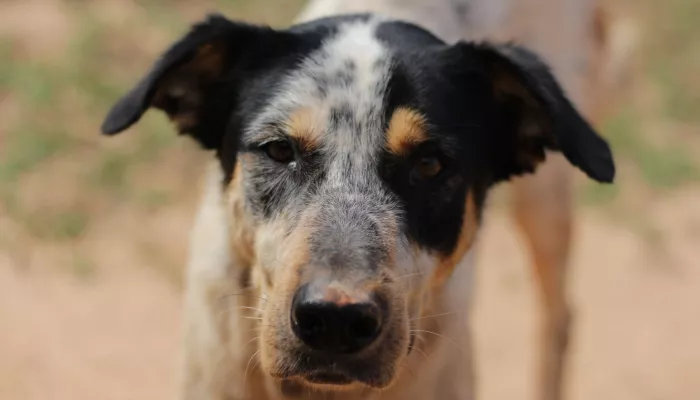 Число пострадавших от укусов собак увеличилось в Республике Алтай