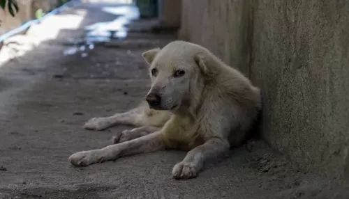 Бийские волонтеры спасают собаку с почти снятым скальпом