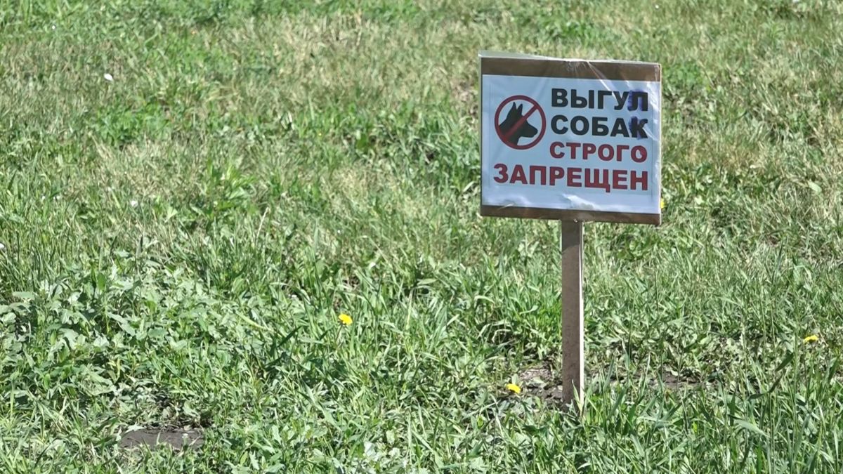 Газон. Собаки