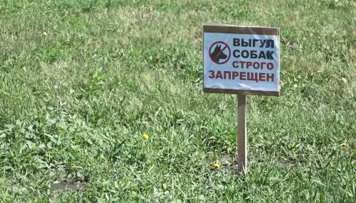 В Барнауле жители многоэтажки возмутились соседству с клубом для собак