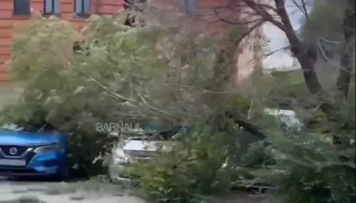 В Барнауле дерево упало на три стоящих рядом автомобиля