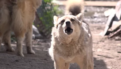 В Алтайском крае поддержали эвтаназию агрессивных собак, но многие против