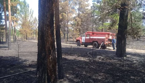 Более 210 человек и 84 машины тушат мощный лесной пожар в Алтайском крае