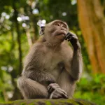 Иммунолог рассказал о риске появления оспы обезьян в России осенью