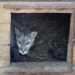 Звонкие котята: в барнаульском зоопарке родились две пумы
