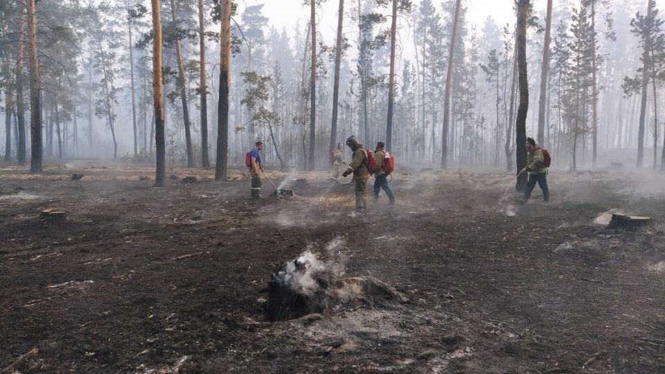 Последствия лесного пожара