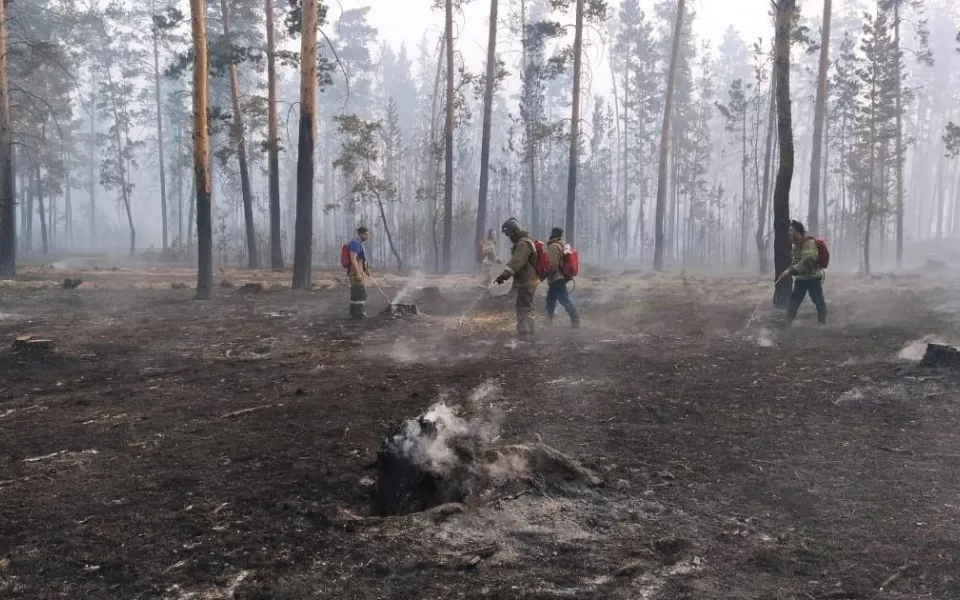 Территория огня: два района Алтайского края пострадали от крупных лесных пожаров