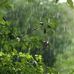 В Алтайском крае 4 июля ожидаются кратковременные дожди и потепление