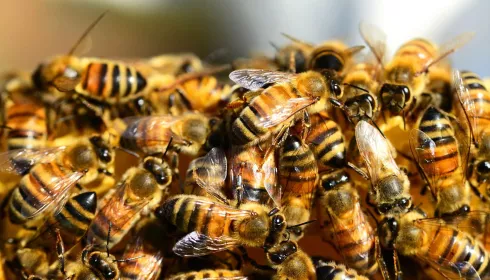 Еще в одном районе Алтайского края зарегистрировали массовый падеж пчел