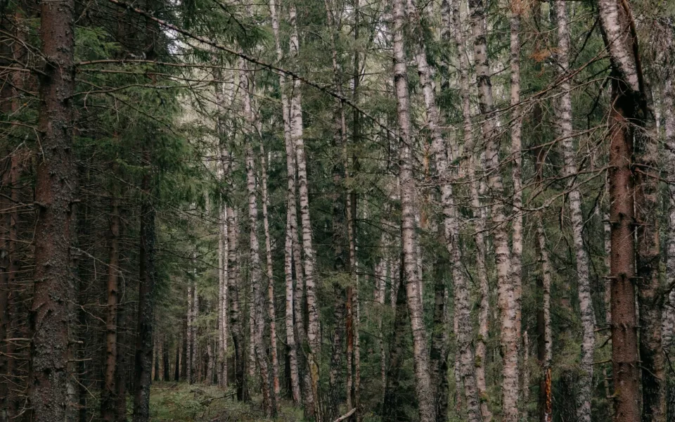 В Алтайском крае человека насмерть придавило упавшим деревом