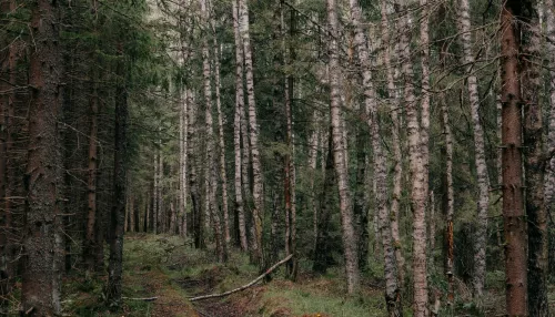 В новосибирском лесу около бывшего детского лагеря нашли висящего мужчину