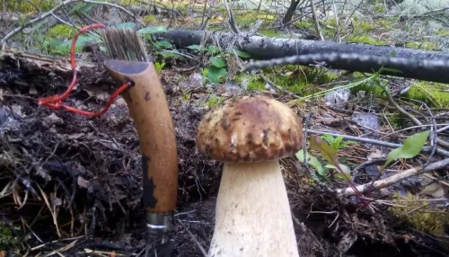 Жители Алтайского края делятся трофеями своей охоты на грибы