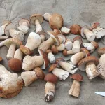 Трое детей отравились после употребления грибов в алтайском районе