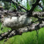 Феромонные ловушки на шелкопряда развесили в алтайских лесах