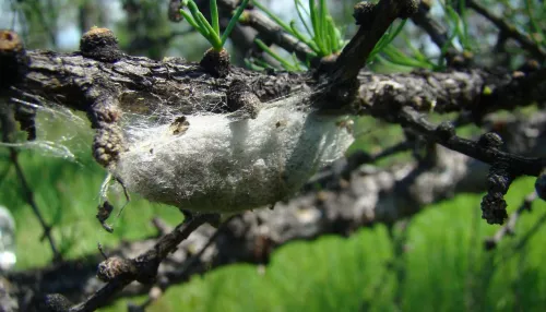 Феромонные ловушки на шелкопряда развесили в алтайских лесах