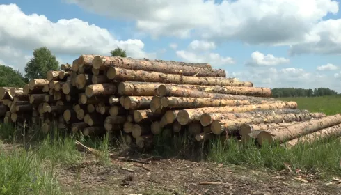 На Алтае бизнесмена будут судить за вырубку леса на 328 млн рублей